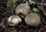 Lycoperdon subcretaceum image