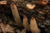 Xylaria poitei image