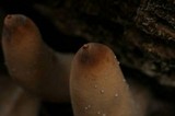 Xylaria poitei image
