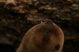 Xylaria poitei image