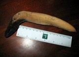Xylaria poitei image
