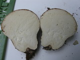 Calvatia cyathiformis image