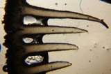 Inocybe kauffmanii image