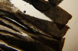 Inocybe kauffmanii image
