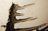 Inocybe kauffmanii image