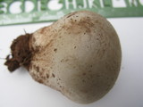Calvatia cyathiformis image