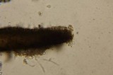 Inocybe kauffmanii image
