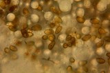 Inocybe kauffmanii image