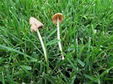 Conocybe apala image