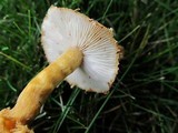 Cystoderma amianthinum image