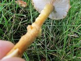 Cystoderma amianthinum image