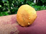Cystoderma amianthinum image