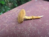 Cystoderma amianthinum image