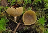 Tarzetta catinus image