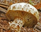Neolentinus lepideus image