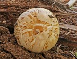 Neolentinus lepideus image