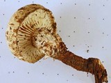 Neolentinus lepideus image