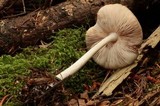 Pluteus primus image