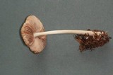 Pluteus primus image
