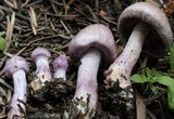 Inocybe lilacina image
