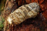 Fomitopsis officinalis image