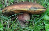 Boletus luridus image