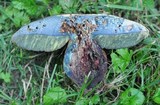 Boletus luridus image