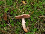 Agaricus langei image