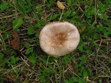 Agaricus langei image