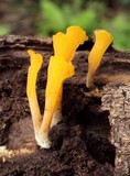 Dacryopinax spathularia image
