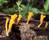 Dacryopinax spathularia image