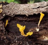 Dacryopinax spathularia image