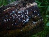 Lachnum virgineum image