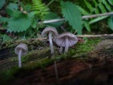 Mycena rubromarginata image