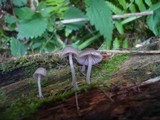 Mycena rubromarginata image