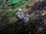 Mycena rubromarginata image