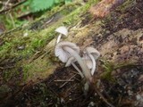 Mycena rubromarginata image