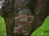 Phellinus pomaceus image