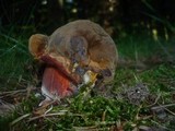 Boletus erythropus image