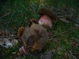 Boletus erythropus image