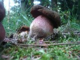 Boletus erythropus image