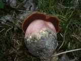 Boletus erythropus image