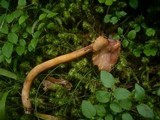 Chroogomphus rutilus image