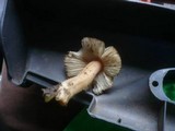 Inocybe oblectabilis image