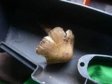 Inocybe oblectabilis image