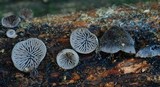 Resupinatus applicatus image