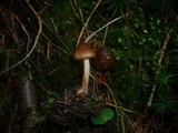 Inocybe napipes image