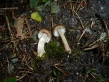 Inocybe napipes image