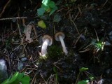 Inocybe napipes image