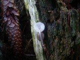 Mycena abramsii image